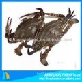 new landing frozen whole blue swimming crab